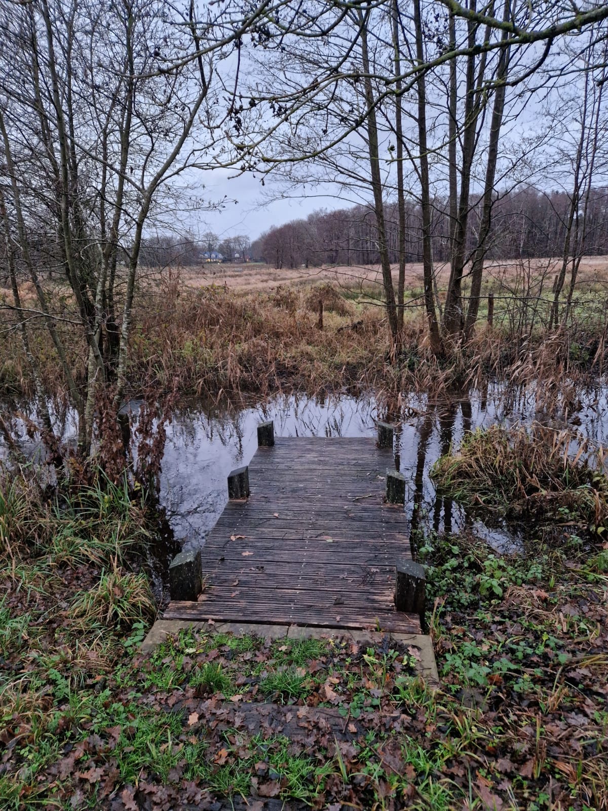 Brücke am Teich im Wald