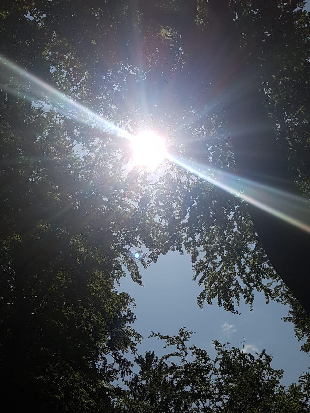 Sonnenspiegelung zwischen Bäumen