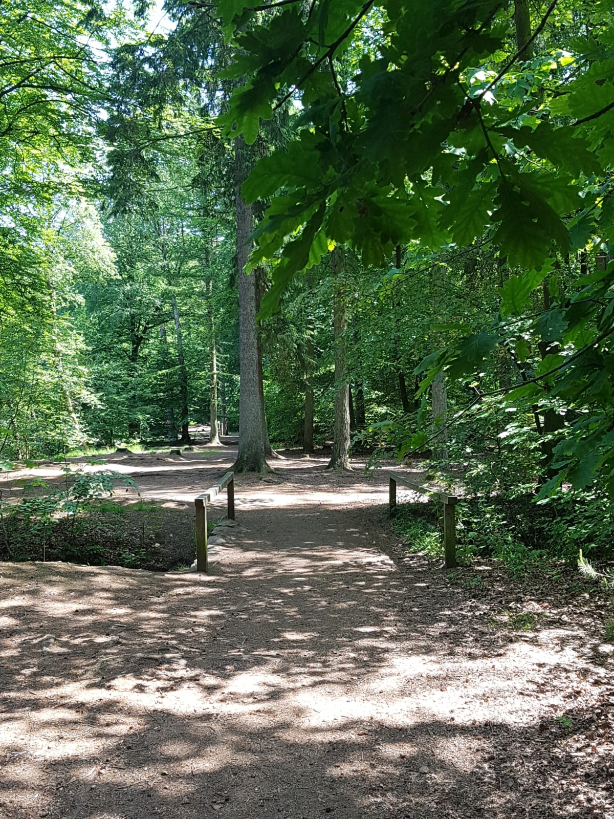 Sonniger Weg in den Wald